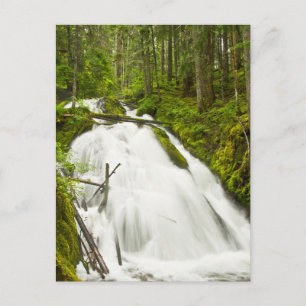 Little Zig Zag Falls   Mount Hood National Forest Postcard