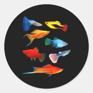 Live Bearers Fish Mollies Swordtails Guppies Platy Classic Round Sticker