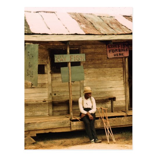 Live Fish For Sale Postcard