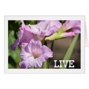 Live in the Moment Gladiolus