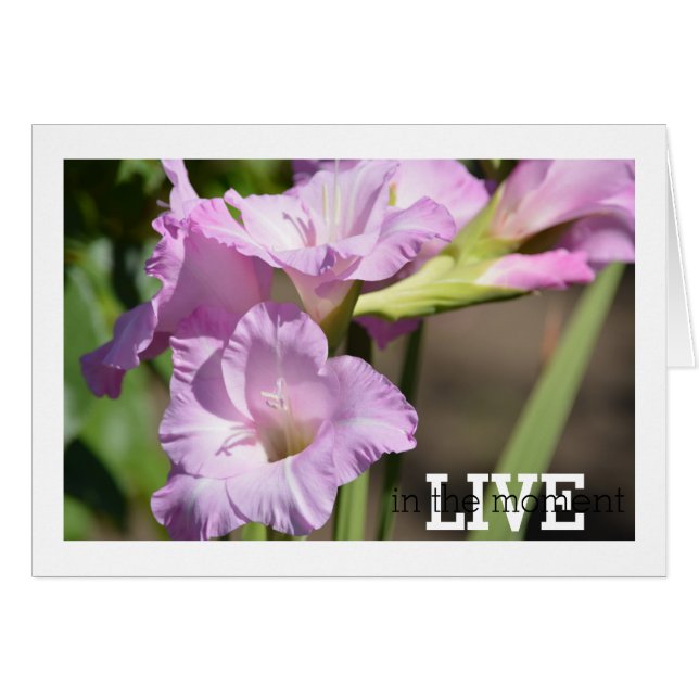Live in the Moment Gladiolus (Front Horizontal)