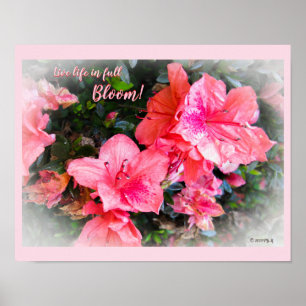 Live Life in Full Bloom Floral Azaleas Poster