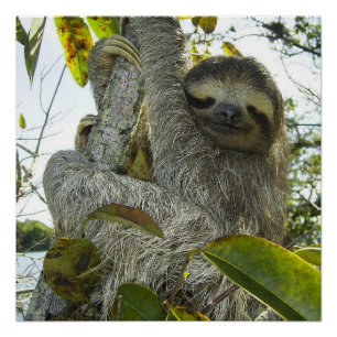 Live Life Like a Sloth Poster