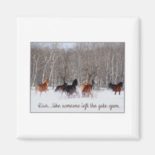 Live Life.....Like someone left the gate open! Magnet