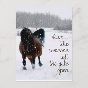 Live Life.....Like someone left the gate open! Postcard