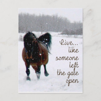 Live Life.....Like someone left the gate open! Postcard