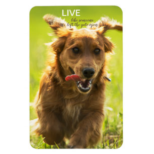 "Live like someone left the gate open" Dachshund Magnet