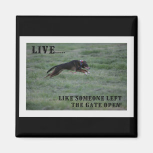 LIVE LIKE SOMEONE LEFT THE GATE OPEN MAGNET
