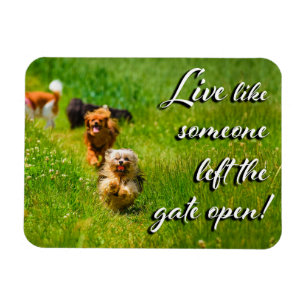 Live Like Someone Left the Gate Open!  Magnet
