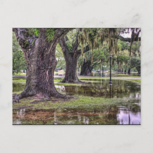 Live Oak Flooding Postcard