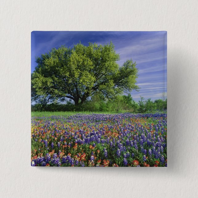 Live Oak & Texas Paintbrush, and Texas 15 Cm Square Badge (Front)