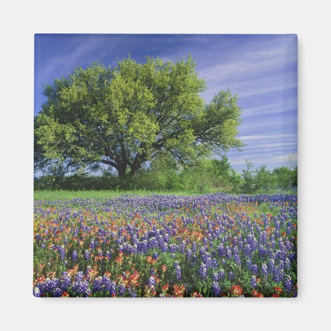 Live Oak & Texas Paintbrush, and Texas Magnet (Front)