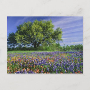 Live Oak & Texas Paintbrush, and Texas Postcard