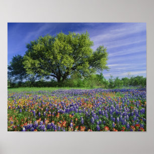 Live Oak & Texas Paintbrush, and Texas Poster