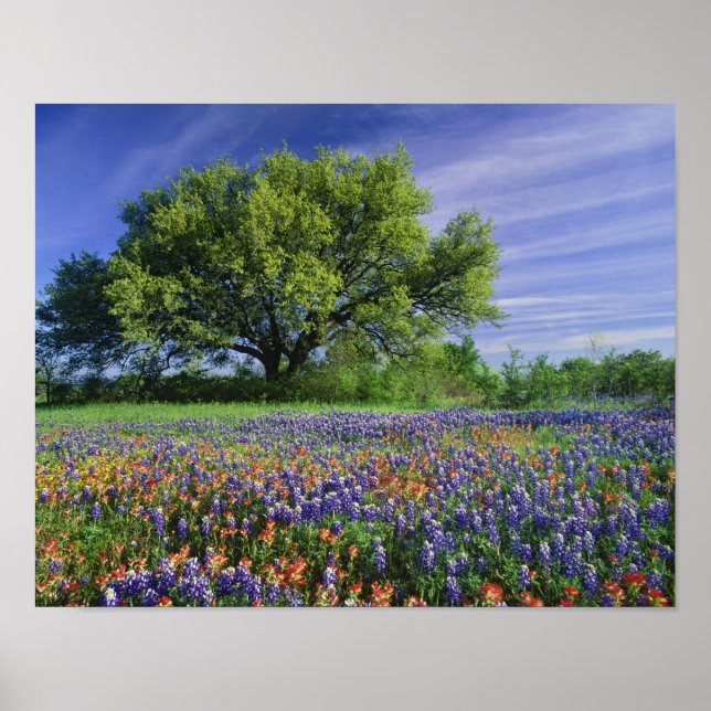 Live Oak & Texas Paintbrush, and Texas Poster (Front)