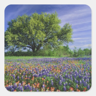Live Oak & Texas Paintbrush, and Texas Square Sticker