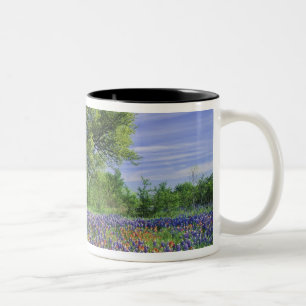 Live Oak & Texas Paintbrush, and Texas Two-Tone Coffee Mug