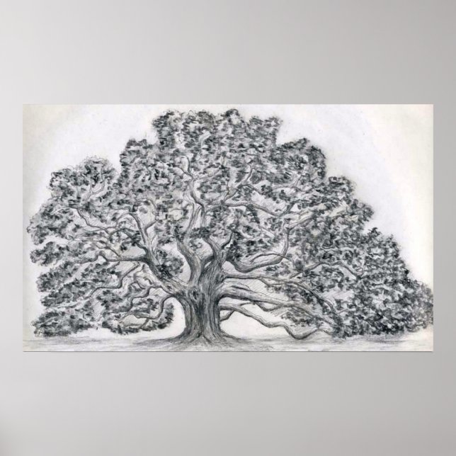 LIVE OAK TREE SKETCH POSTER (Front)