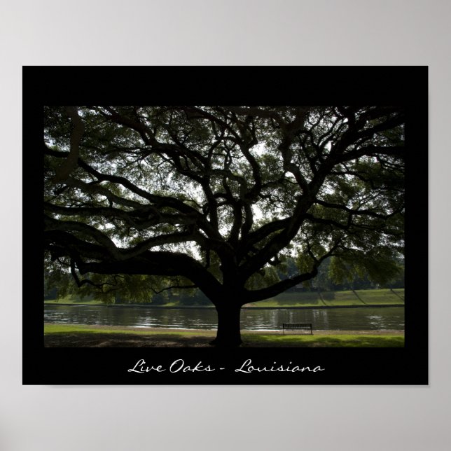 Live Oaks - Louisiana Poster (Front)
