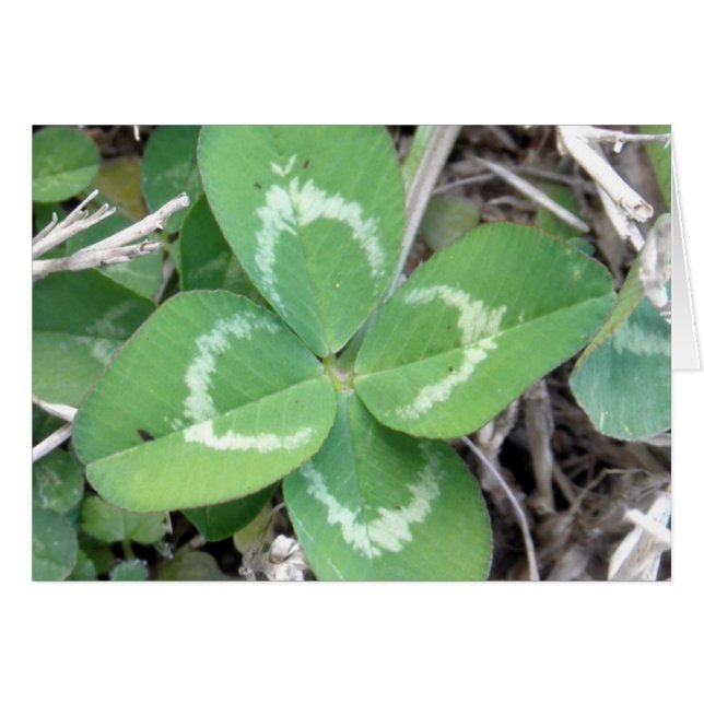 Live Real 4 Leaf Clover Photo (Front Horizontal)