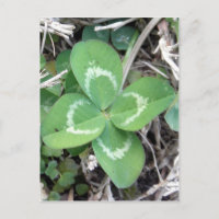 Live Real 4 Leaf Clover Photo