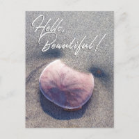 Live Sand Dollar Photo Hello Beautiful Postcard