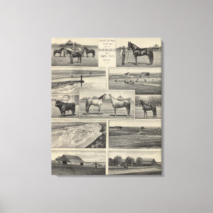 Live Stock in Kansas Canvas Print