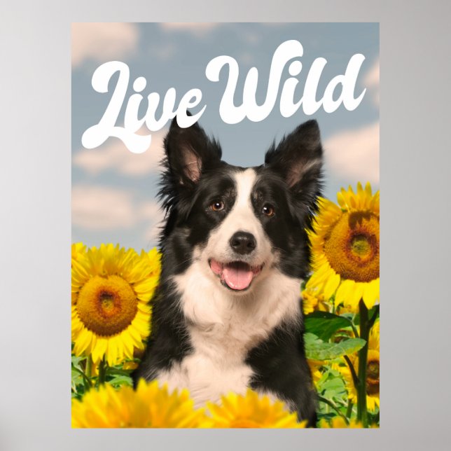 Live Wild Border Collie in Sunflowers Poster (Front)