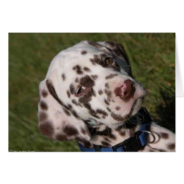 Liver Dalmatian Puppy (Front Horizontal)
