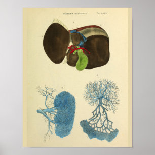 Liver Gallbladder Vintage Anatomy Art Print