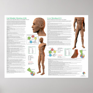 Liver Meridian Acupuncture Points Poster
