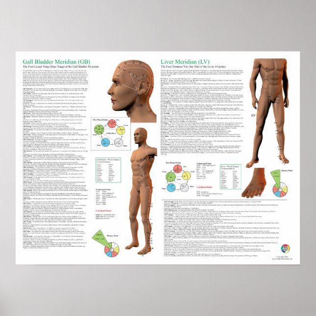 Liver Meridian Acupuncture Points Poster (Front)