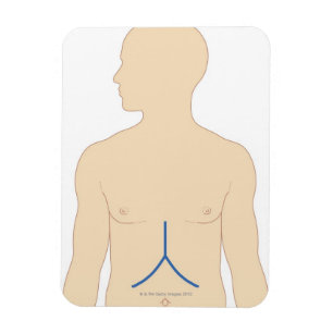 Liver Transplant Magnet