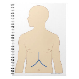 Liver Transplant Notebook