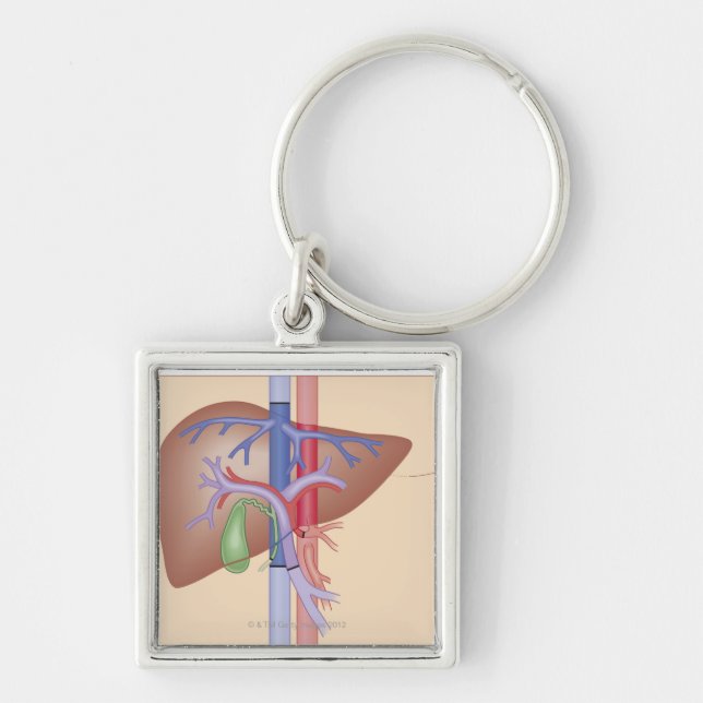 Liver Transplant Procedure Key Ring (Front)