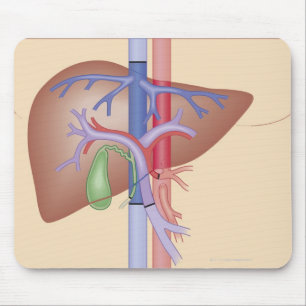 Liver Transplant Procedure Mouse Mat