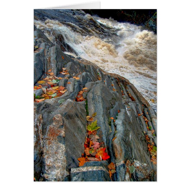 Livermore Leaves: Card (Front)