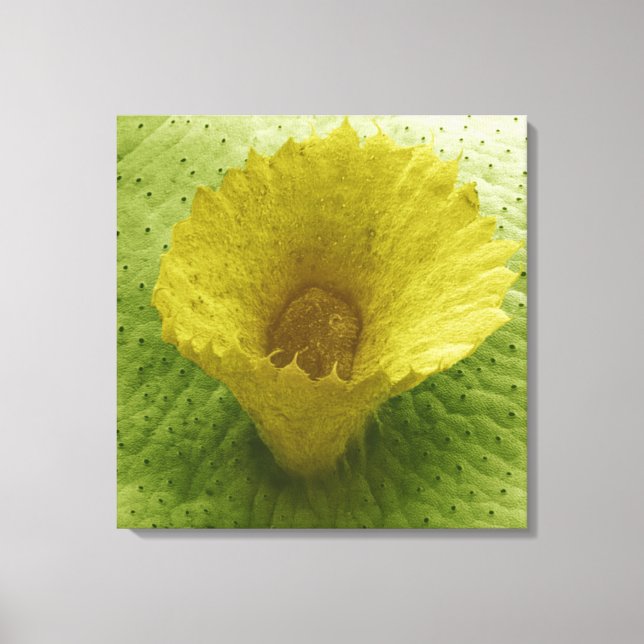 Liverwort Gemma Cup Canvas Print (Front)