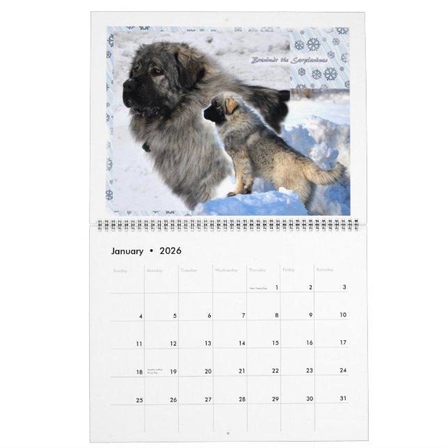 Livestock Guardian Dogs 2015 HUGE Calendar (Jan 2026)