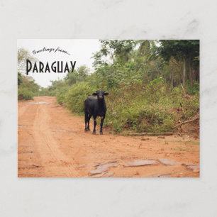 Livestock on a Road in Paraguay Postcard
