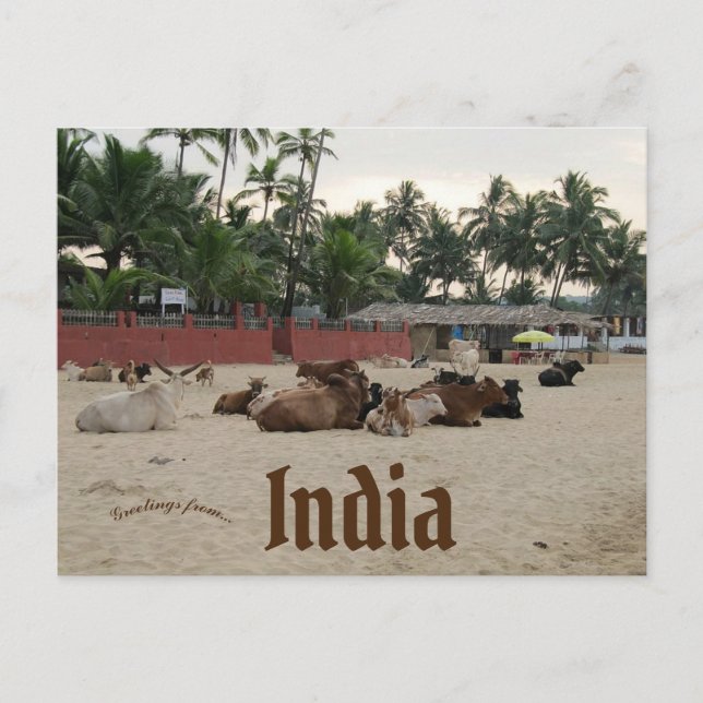 Livestock on the Beach in Goa India Postcard (Front)