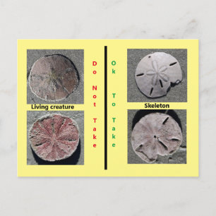 Living and Dead Sand Dollar Postcard