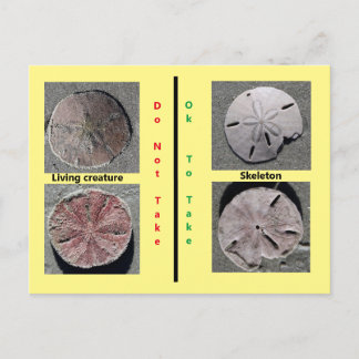 Living and Dead Sand Dollar Postcard