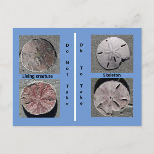 Living and Dead Sand Dollar Postcard