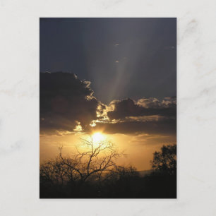 Living Art Views Postcard