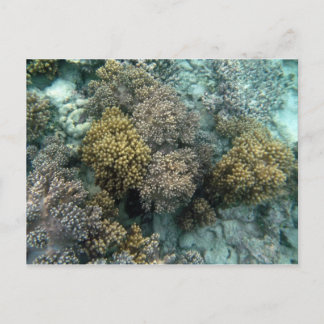 Living Coral Postcard