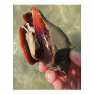 Living Fighting Conch Seashell Poster