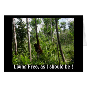 Living Free Orangutans in Borneo Jungle