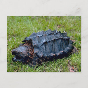 Living Prehistoric Turtle Postcard