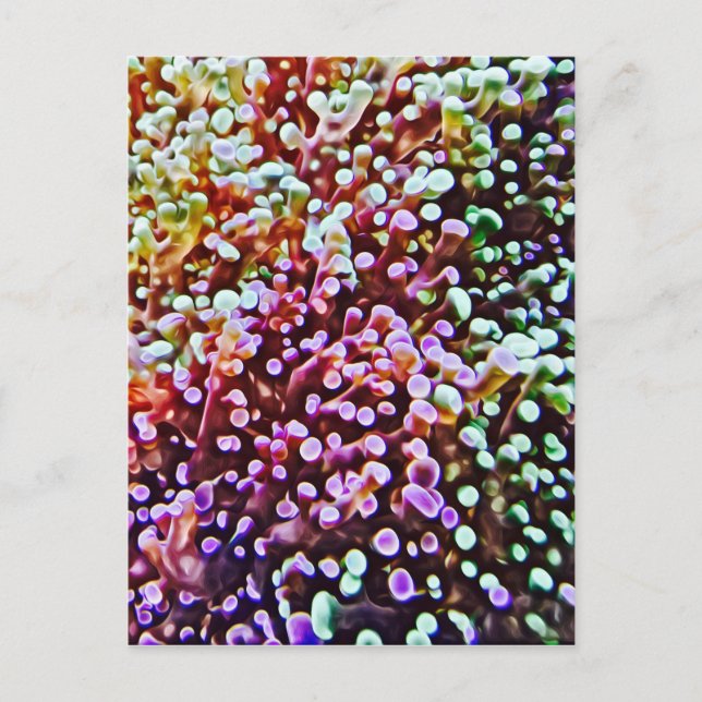 Living Reef Postcard (Front)